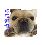 French Bulldog Fatty（個別スタンプ：7）