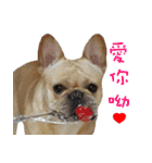 French Bulldog Fatty（個別スタンプ：8）