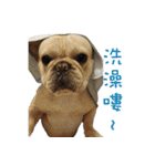 French Bulldog Fatty（個別スタンプ：10）