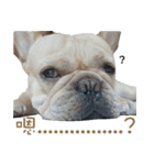 French Bulldog Fatty（個別スタンプ：12）