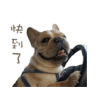 French Bulldog Fatty（個別スタンプ：14）