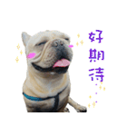 French Bulldog Fatty（個別スタンプ：20）