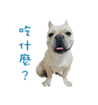 French Bulldog Fatty（個別スタンプ：21）