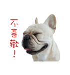 French Bulldog Fatty（個別スタンプ：23）