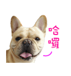 French Bulldog Fatty（個別スタンプ：25）