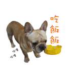 French Bulldog Fatty（個別スタンプ：28）