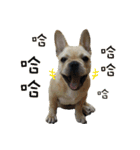 French Bulldog Fatty（個別スタンプ：30）