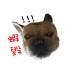 French Bulldog Fatty（個別スタンプ：31）