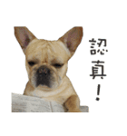 French Bulldog Fatty（個別スタンプ：33）