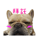 French Bulldog Fatty（個別スタンプ：36）