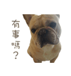 French Bulldog Fatty（個別スタンプ：37）