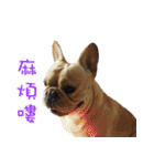 French Bulldog Fatty（個別スタンプ：40）