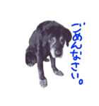 Labrador Retriever Black  *（個別スタンプ：2）