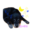 Labrador Retriever Black  *（個別スタンプ：4）