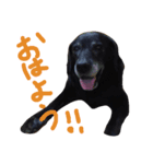 Labrador Retriever Black  *（個別スタンプ：5）