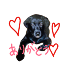 Labrador Retriever Black  *（個別スタンプ：8）