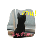 Hai-An's a Blan(c)k Cat（個別スタンプ：4）