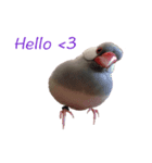 Hey！ It's a bird.（個別スタンプ：8）