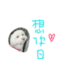 Cat PeeDan feat.BaoBao（個別スタンプ：15）