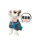 Dog Life 01（個別スタンプ：5）