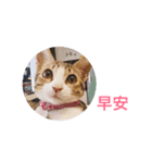 TubeCat（個別スタンプ：6）