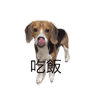 Beagle DIDI（個別スタンプ：5）