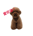 Red Poodle Junior Ouba 2（個別スタンプ：2）