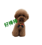 Red Poodle Junior Ouba 2（個別スタンプ：4）