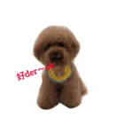 Red Poodle Junior Ouba 2（個別スタンプ：5）