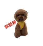 Red Poodle Junior Ouba 2（個別スタンプ：6）