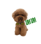 Red Poodle Junior Ouba 2（個別スタンプ：7）