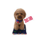 Red Poodle Junior Ouba 2（個別スタンプ：10）