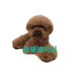 Red Poodle Junior Ouba 2（個別スタンプ：12）