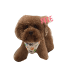 Red Poodle Junior Ouba 2（個別スタンプ：13）