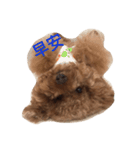 Red Poodle Junior Ouba 2（個別スタンプ：22）