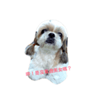 ShihTzu Dog Danny family（個別スタンプ：1）