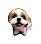 ShihTzu Dog Danny family（個別スタンプ：2）