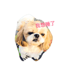 ShihTzu Dog Danny family（個別スタンプ：3）