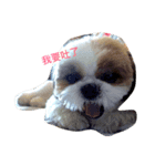 ShihTzu Dog Danny family（個別スタンプ：4）