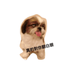 ShihTzu Dog Danny family（個別スタンプ：5）