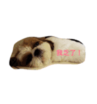 ShihTzu Dog Danny family（個別スタンプ：6）