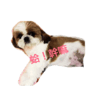 ShihTzu Dog Danny family（個別スタンプ：7）