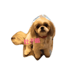 ShihTzu Dog Danny family（個別スタンプ：8）