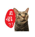 Silly cat-Cai（個別スタンプ：6）