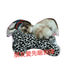 ShihTzu Puppy（個別スタンプ：1）