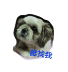 ShihTzu Puppy（個別スタンプ：2）