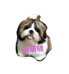 ShihTzu Puppy（個別スタンプ：4）