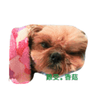 ShihTzu Puppy（個別スタンプ：6）