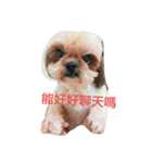 ShihTzu Puppy（個別スタンプ：7）