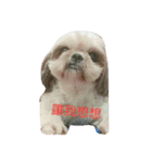 ShihTzu Puppy（個別スタンプ：8）